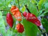 Bhut Jolokia Ghost Pepper