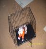 Sell folded dog cages DC012