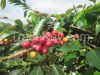 Coffee Beans/powder from Indonesia