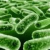 Sell Probiotic & Probiotics Powder