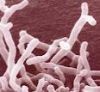 Sell Bifidobacterium