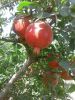 Fresh Pomogranate