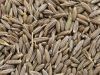 Cumin Seeds