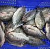 frozen whole tilapia / frozen Spanish mackerel fish/frozen Pacific mackerel fish