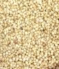 Sorghum Seed