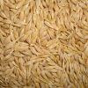 Barley