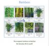 Sell all kinds of Bamboo