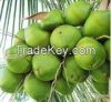 FRESH COCONUTS / GREEN YOUNG COCONUT FOR SALE