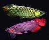 Super Red, Asian Red, 24k Golden and Other Arowana Fishes.