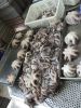 Cleaned IQF Baby Octopus Flowers with wholesale price