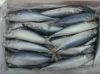 Frozen horse mackerel fish for sale