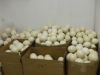 Ostrich Eggs, Chicken Eggs, Turkey Eggs, Duck Eggs