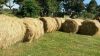 Premium Quality Alfalfa Hay Bales