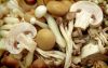 Hot Sale All types Of Mushrooms