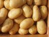 Fresh Raw Potatoes