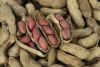 Raw Peanuts in Shell/Groundnuts in Shell for sell