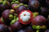 Organic fresh Mangosteen