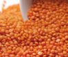 Green, Red and yellow Lentils for sale