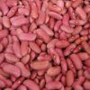 Light red kidney bean