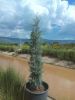 Arizona Cypress Wholesale