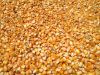 Yellow Corn for Animal Feed