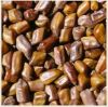 cassia tora seeds