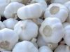 White Garlic, 