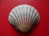 Dry and Clean Scallop Shell