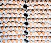 Fresh Chicken Table Eggs/Fresh Chicken Hatching EGGS At Good Prices