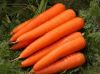 Fresh Carrot For Sale