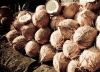 Semi Husked coconuts