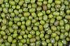 Green Mung Beans for Sale