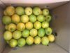 Lemon category 2 from Uruguay - excellent quality and certifications