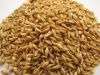 High quality Barley for Animal Feed