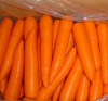 Fresh Carrots Hot for Sales