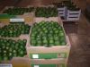 Quality Fresh Avocado ( Hass & Fuerte )