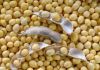 Soybean / soy bean / soya bean meal with high protein for animal feeds