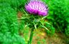 Milk thistle extract plant, low solvent residue provided