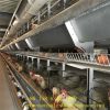 chickens cages_Shandong tobetter wholesale supply cages