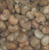 Raw Cashew Nuts From Nigeria