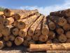 US Eastern White & Yellow Pine Logs