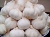 Fresh Garlic from Nigeria huge stock available