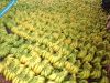 Viet Nam Cavandish Banana ( Green and yellow Banana )