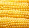 Yellow Corn