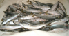Frozen Horse Mackerel, Pacific Mackerel, Tuna, . Trout, Salmon, Bonito, Tilapi