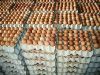 White and Brown Chicken Eggs