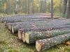 Pine Wood Logs