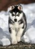 Siberian Husky for sale