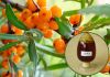 organic sea buckthorn berry oil