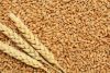 Soft milling wheat for human consumption